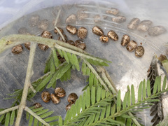 Chelepteryx chalepteryx