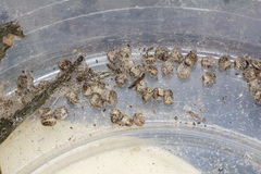 Chelepteryx chalepteryx