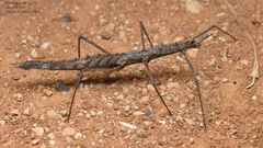 Pachymorpha spinosa