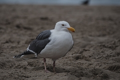 Larus occidentalis