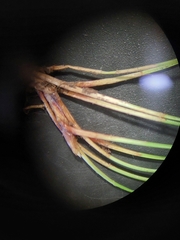 Eleocharis gracilis