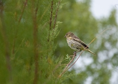 Sicalis flaveola