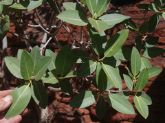 Ficus brachypoda