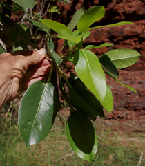 Ficus virens virens