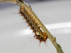 Chelepteryx chalepteryx