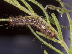 Chelepteryx chalepteryx