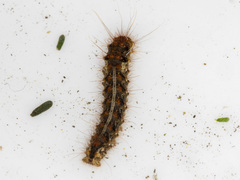 Chelepteryx chalepteryx