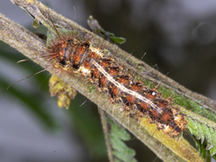 Chelepteryx chalepteryx