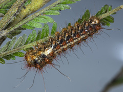 Chelepteryx chalepteryx