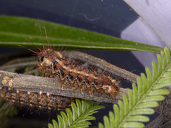 Chelepteryx chalepteryx