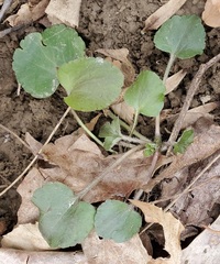 Ranunculus micranthus