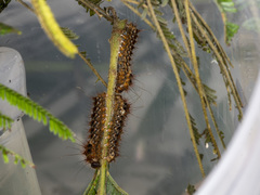 Chelepteryx chalepteryx