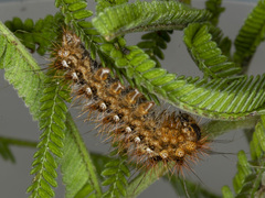 Chelepteryx chalepteryx