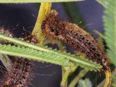 Chelepteryx chalepteryx