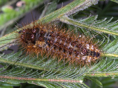 Chelepteryx chalepteryx