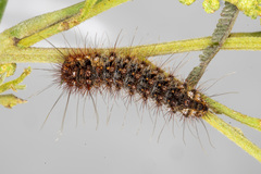 Chelepteryx chalepteryx