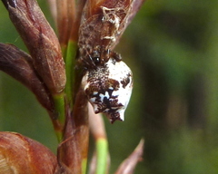 Phoroncidia sextuberculata