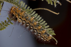 Chelepteryx chalepteryx