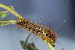 Chelepteryx chalepteryx