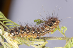 Chelepteryx chalepteryx