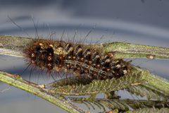 Chelepteryx chalepteryx