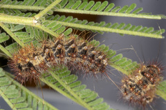 Chelepteryx chalepteryx