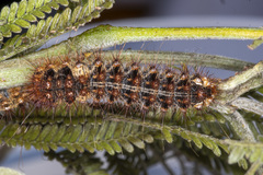 Chelepteryx chalepteryx