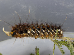 Chelepteryx chalepteryx