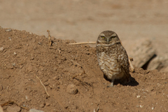 Athene cunicularia