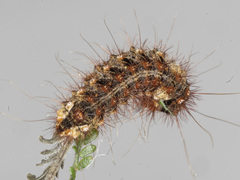 Chelepteryx chalepteryx