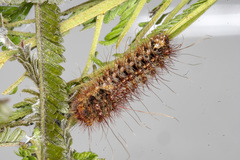 Chelepteryx chalepteryx