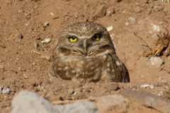 Athene cunicularia