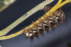 Chelepteryx chalepteryx