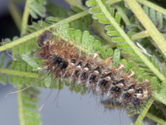 Chelepteryx chalepteryx