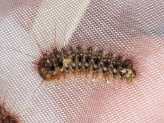 Chelepteryx chalepteryx