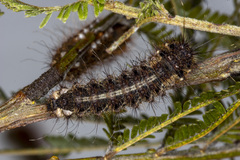 Chelepteryx chalepteryx