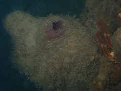 Pyura praeputialis