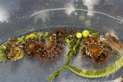 Chelepteryx chalepteryx