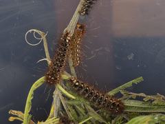 Chelepteryx chalepteryx