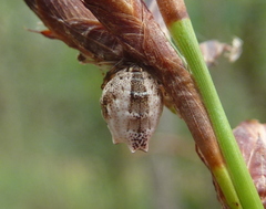 Phoroncidia sextuberculata