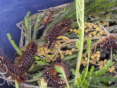 Chelepteryx chalepteryx