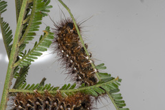 Chelepteryx chalepteryx