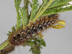 Chelepteryx chalepteryx