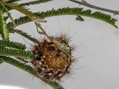 Chelepteryx chalepteryx