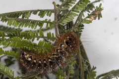 Chelepteryx chalepteryx