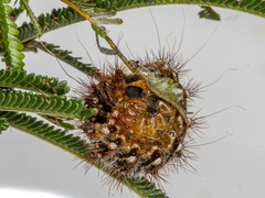 Chelepteryx chalepteryx