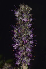 Phacelia sericea sericea