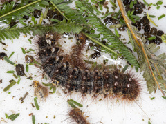 Chelepteryx chalepteryx