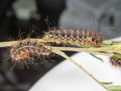 Chelepteryx chalepteryx