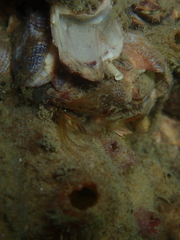 Amphibalanus variegatus